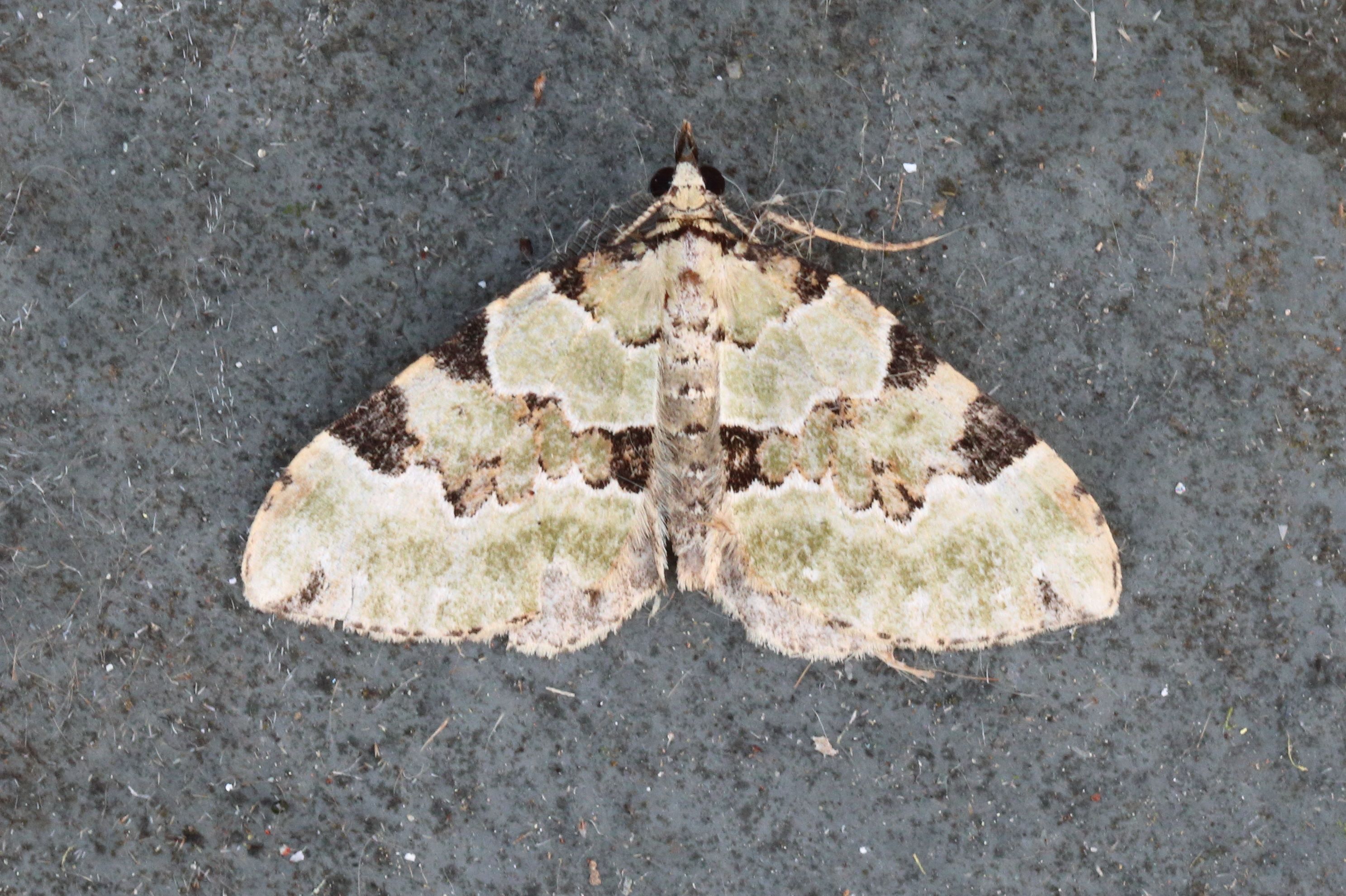Photo of Green Carpet (Colostygia pectinataria)